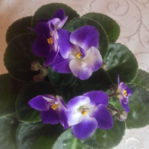 image - violete