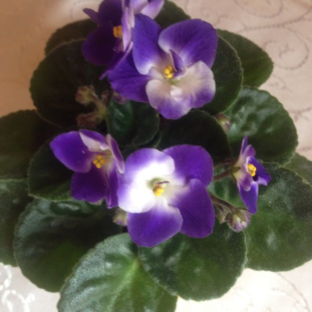 image - violete