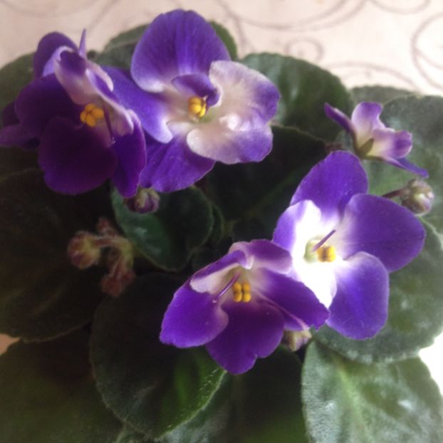 image - violete