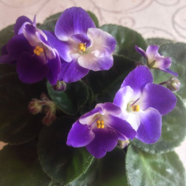 image - violete