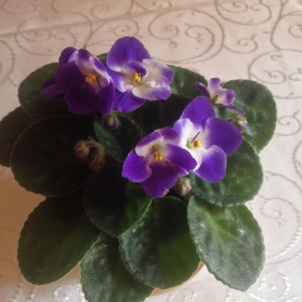 image - violete