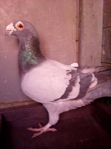 mascul - voiajori stil vechi 2017