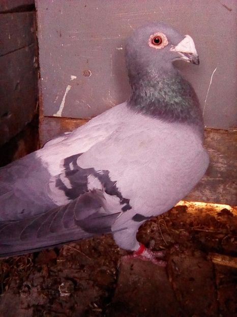 femela - voiajori stil vechi 2017