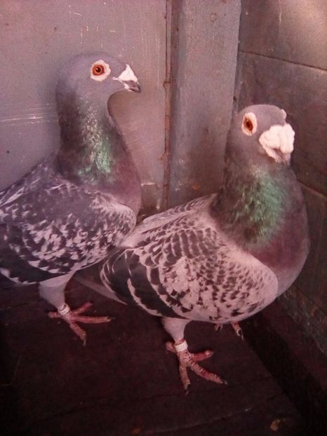 preche - voiajori stil vechi 2017