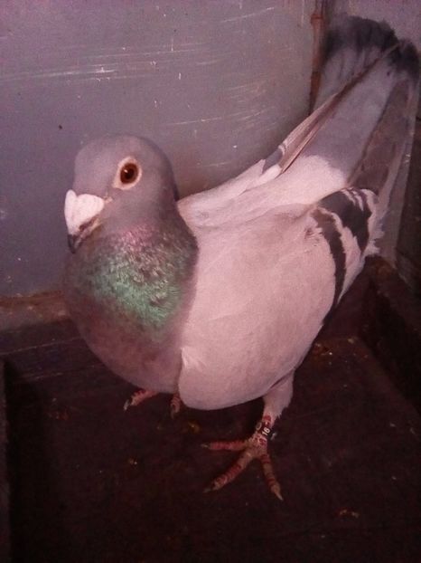 femela - voiajori stil vechi 2017