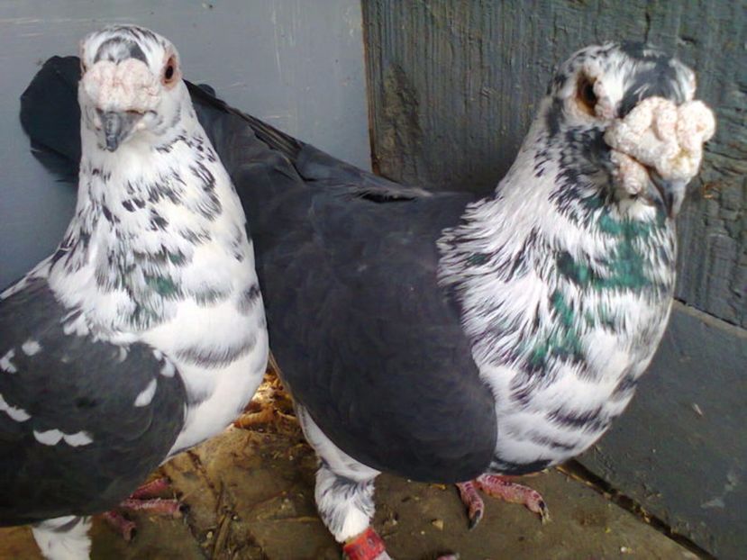 pereche - voiajori stil vechi 2017