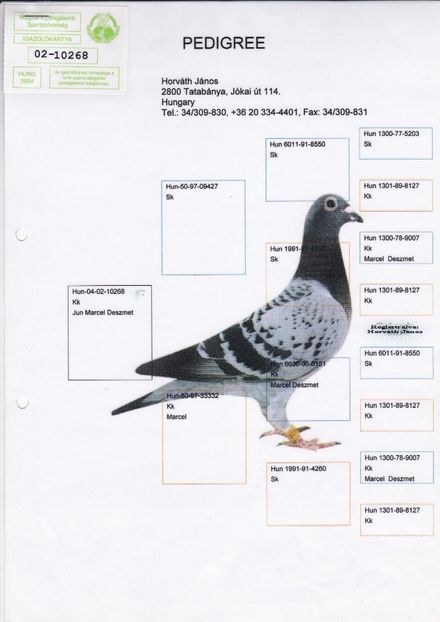 Pedigree-HUNG-2004-02-10268-M-100 Lei - PORUMBEI DE VANZARE
