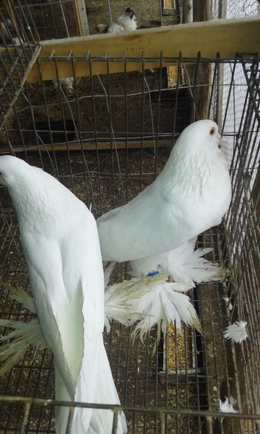  - 09 Gusati albi si cehi