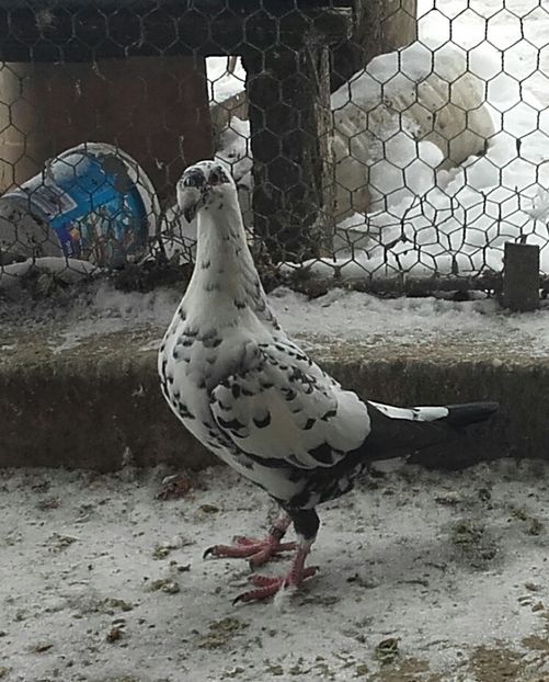 F 2016 - Amintiri frumoase