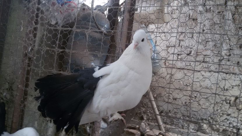  - Voltati indieni albi coada neagra