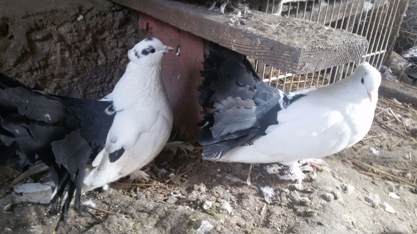  - Voltati indieni albi coada neagra