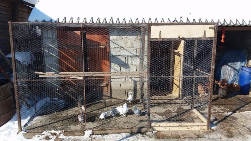 16709562_593167357546959_380812755_o - Crescătorie