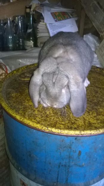  - trei femelute oprite pt mine