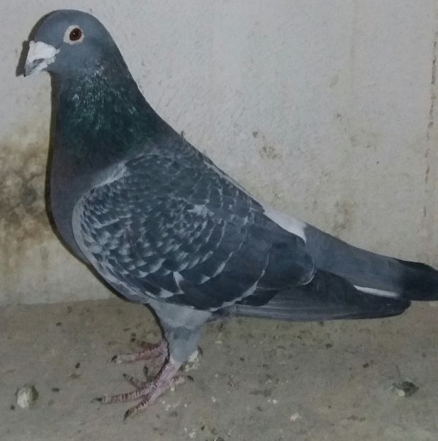 552675.05.M - Perechea 2