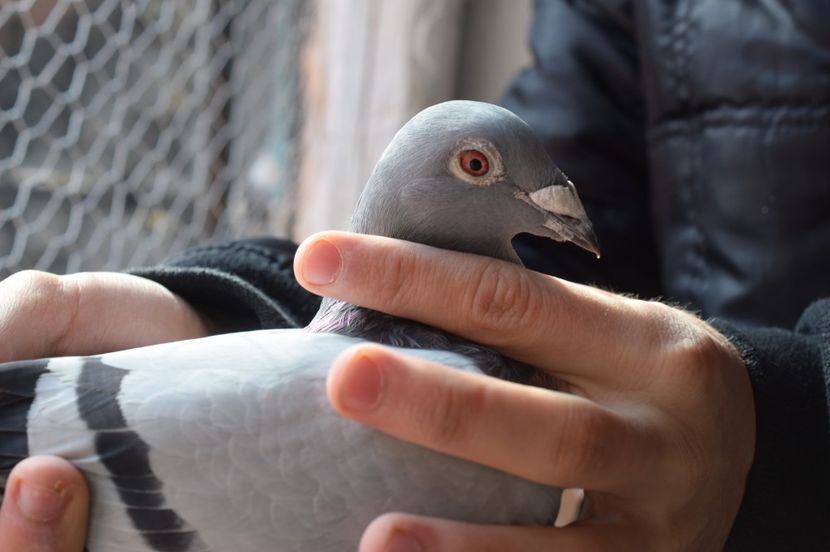  - 13-02-17 Pregatirea inaintea imperecherii