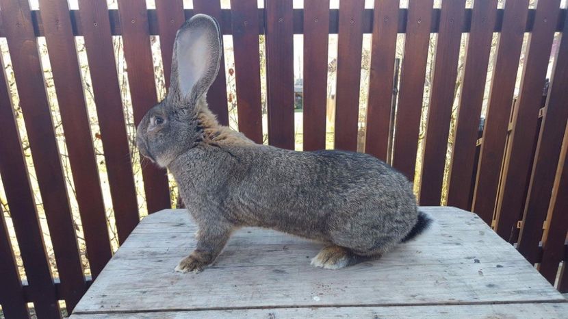  - Mascul ugg nr2 pt 2017