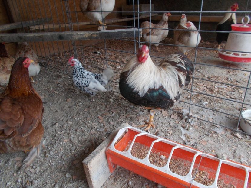  - Wyandotte somon pitic