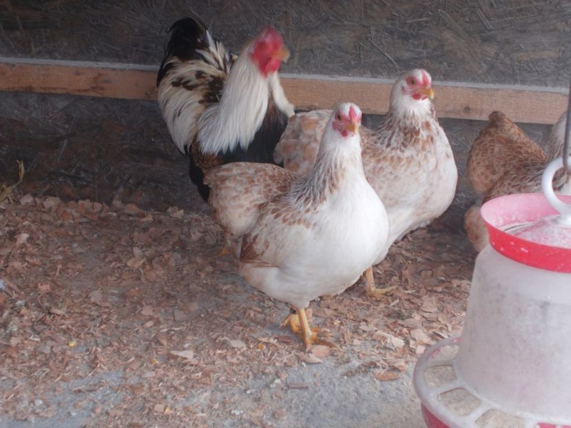  - Wyandotte somon pitic