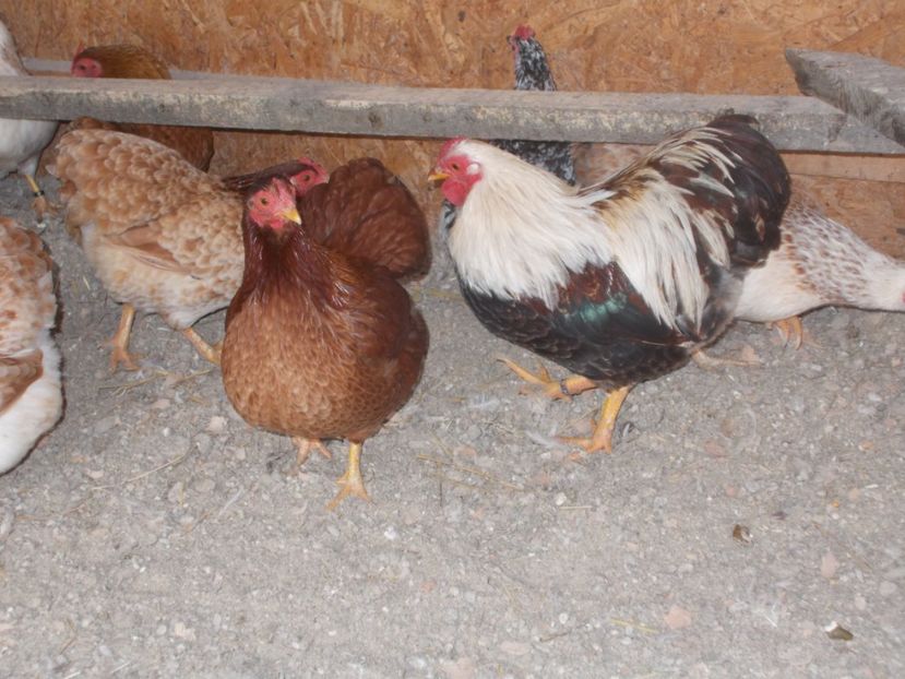  - Wyandotte somon pitic