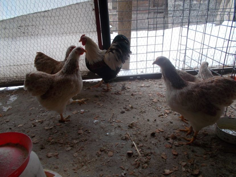  - Wyandotte somon pitic