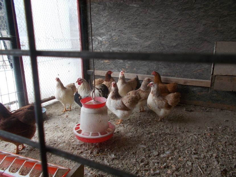  - Wyandotte somon pitic