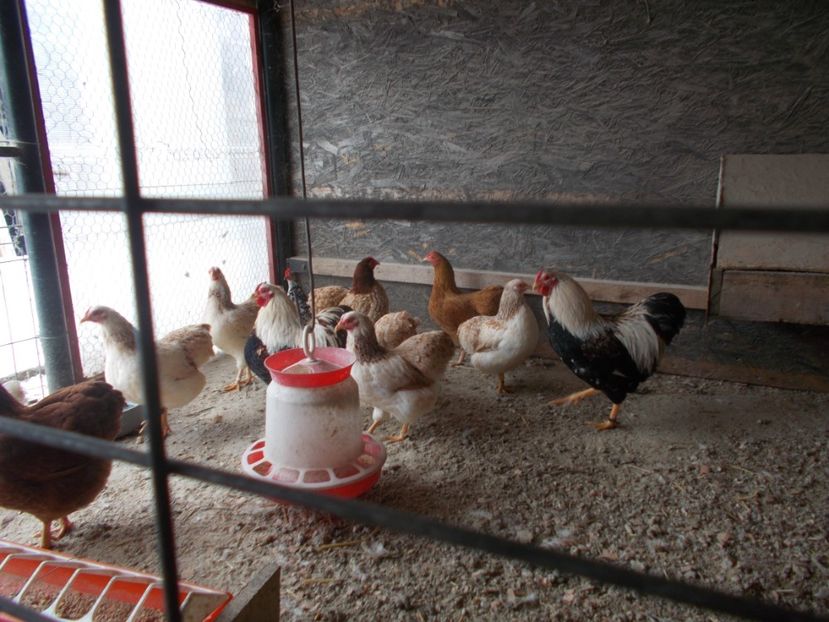  - Wyandotte somon pitic