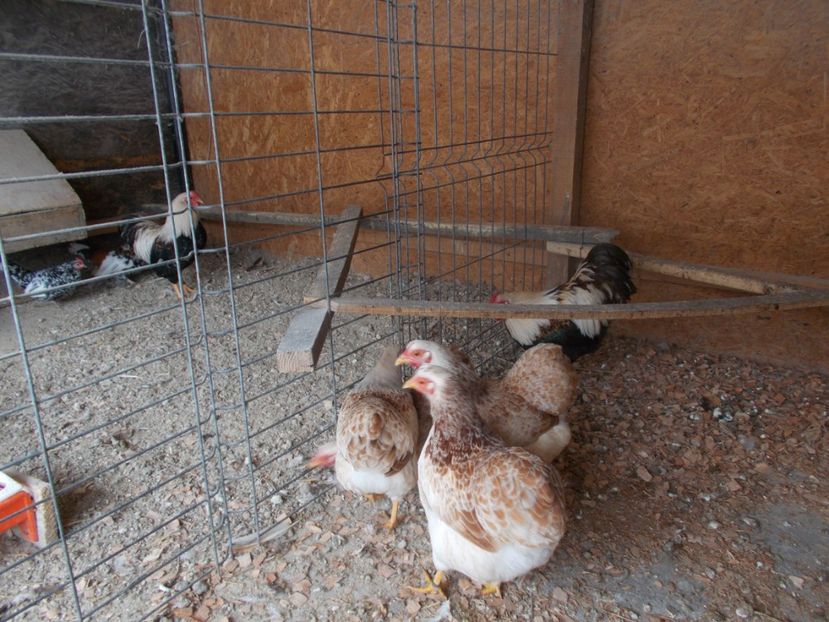  - Wyandotte somon pitic