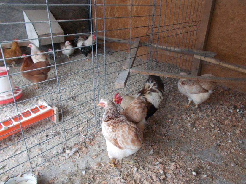  - Wyandotte somon pitic