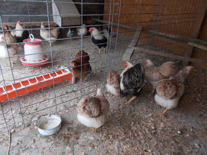  - Wyandotte somon pitic