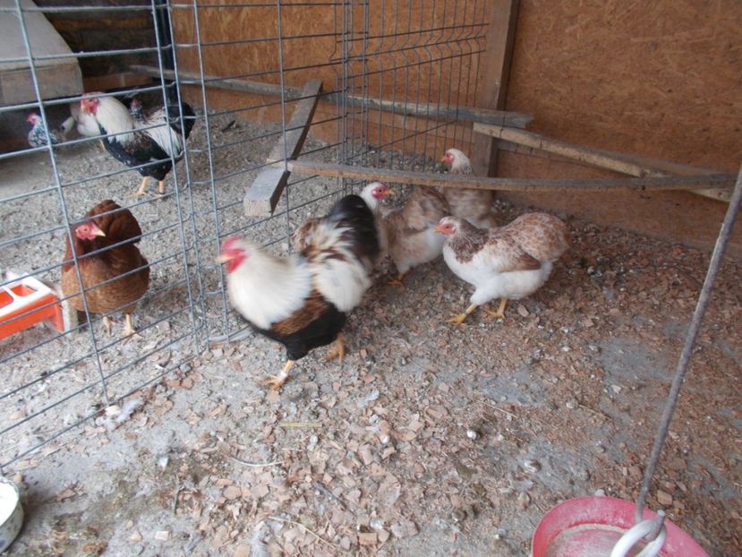  - Wyandotte somon pitic