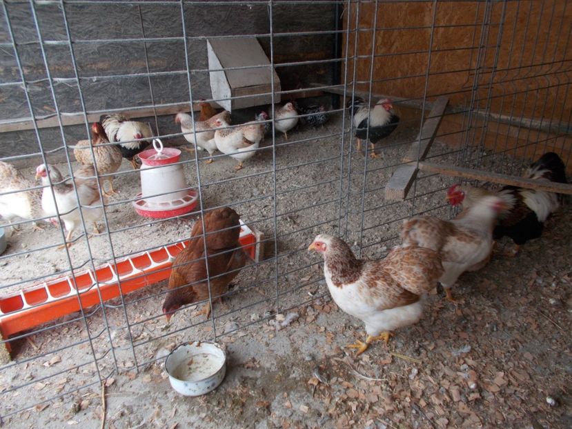  - Wyandotte somon pitic