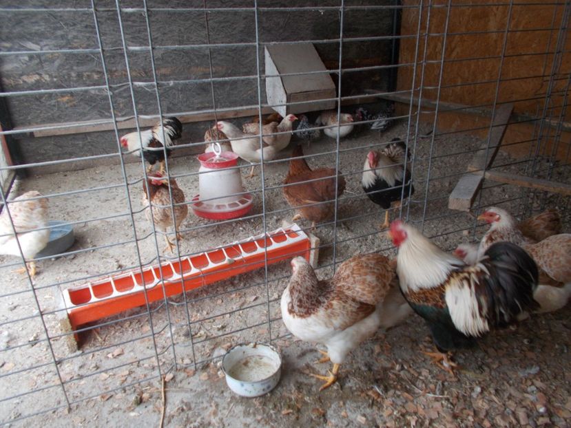  - Wyandotte somon pitic