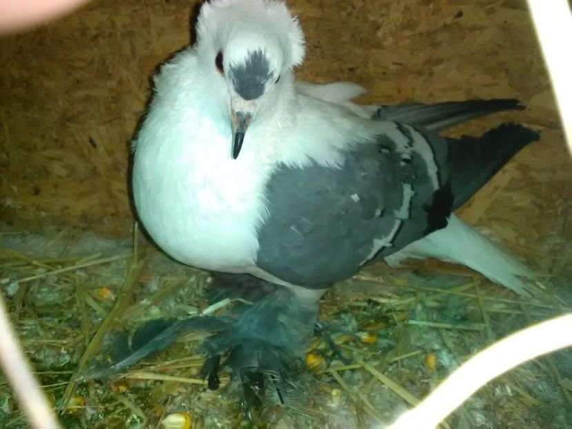 Fem.2015 cu musca - Porumbei vanduti