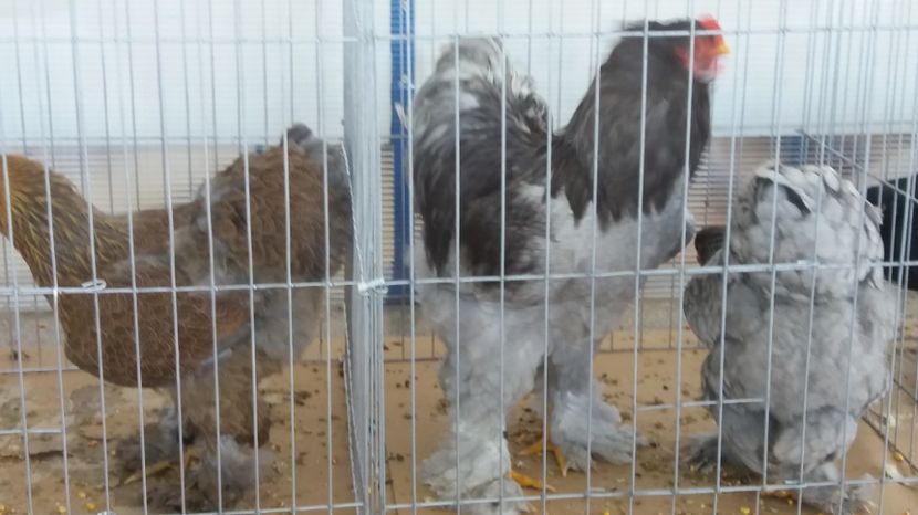  - Pasarile mele in expozitia de la Deva 2017