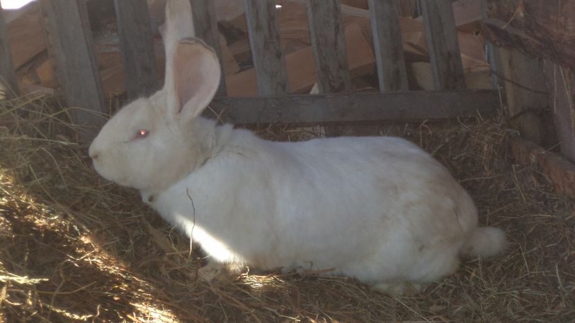  - IEPURASII MEI MATCA SI ARHIVA 2017 AMINTIRII PLACUTE