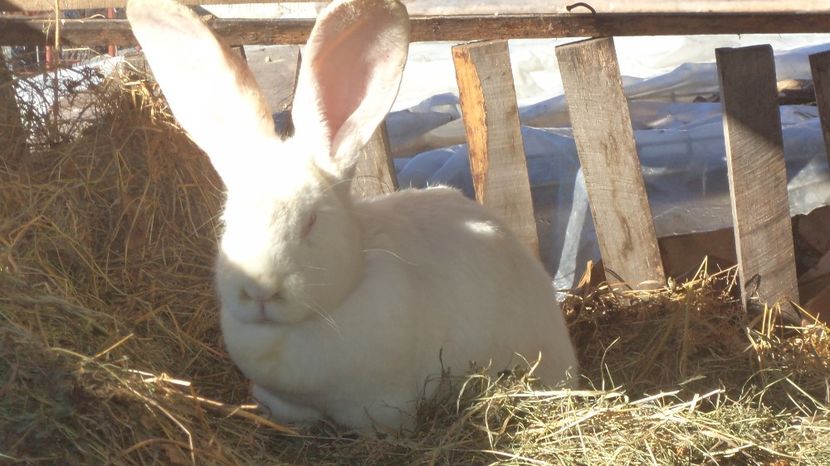  - IEPURASII MEI MATCA SI ARHIVA 2017 AMINTIRII PLACUTE