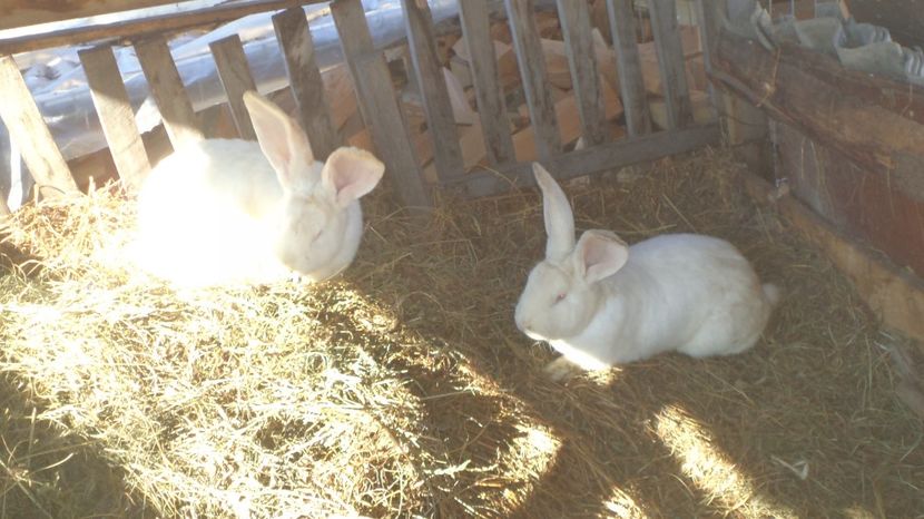  - IEPURASII MEI MATCA SI ARHIVA 2017 AMINTIRII PLACUTE