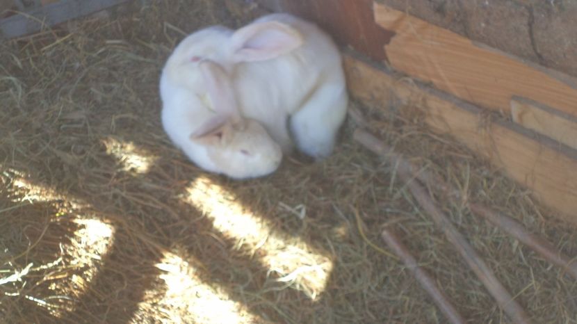  - IEPURASII MEI MATCA SI ARHIVA 2017 AMINTIRII PLACUTE