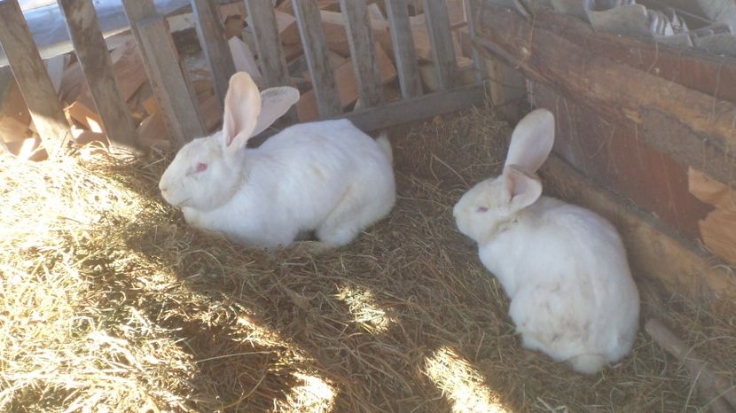  - IEPURASII MEI MATCA SI ARHIVA 2017 AMINTIRII PLACUTE