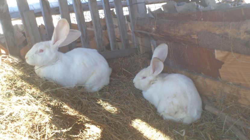  - IEPURASII MEI MATCA SI ARHIVA 2017 AMINTIRII PLACUTE