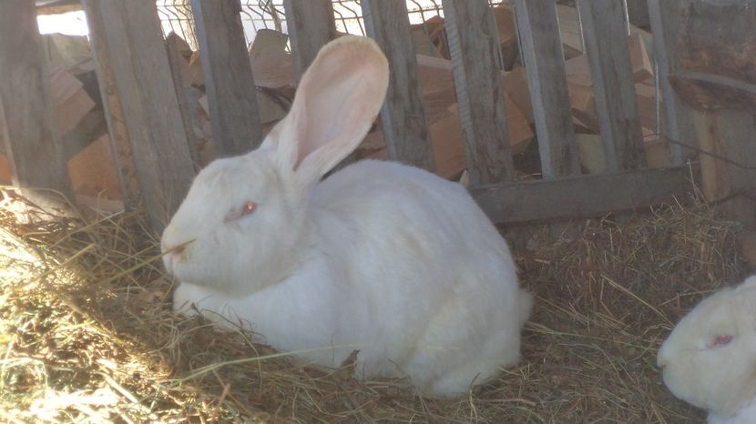  - IEPURASII MEI MATCA SI ARHIVA 2017 AMINTIRII PLACUTE