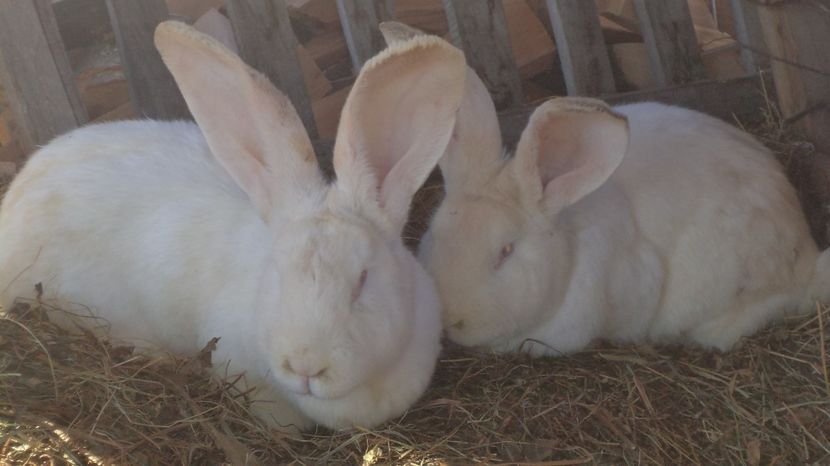 MARELE ALB - IEPURASII MEI MATCA SI ARHIVA 2017 AMINTIRII PLACUTE