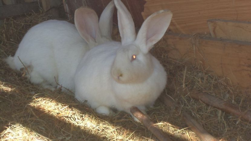  - IEPURASII MEI MATCA SI ARHIVA 2017 AMINTIRII PLACUTE