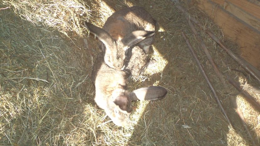 URIASUL BELGIAN - IEPURASII MEI MATCA SI ARHIVA 2017 AMINTIRII PLACUTE