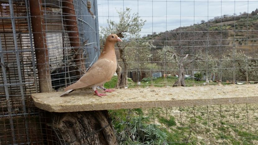  - Voiajori MEULEMANS