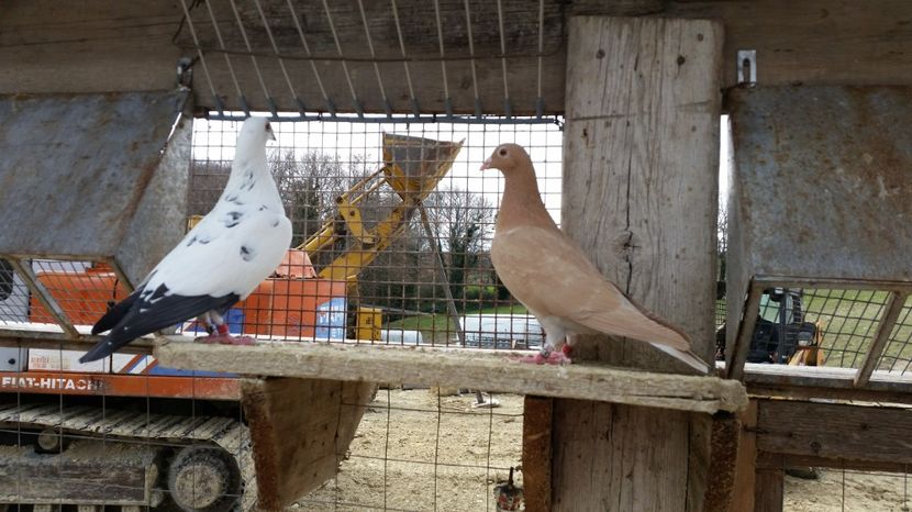  - Voiajori MEULEMANS