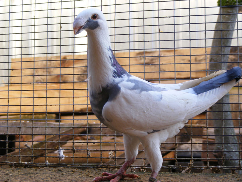 F 2014 VANDUTA FEB. 2017 - PORUMBEI VINDUTI