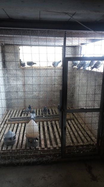 Voliera matca - Crescatorie