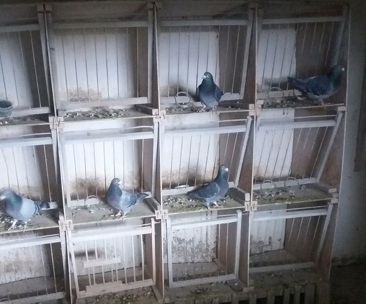 Compartiment matca - Crescatorie