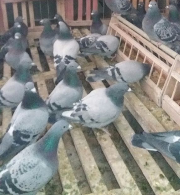 Hranire zburatori - Crescatorie